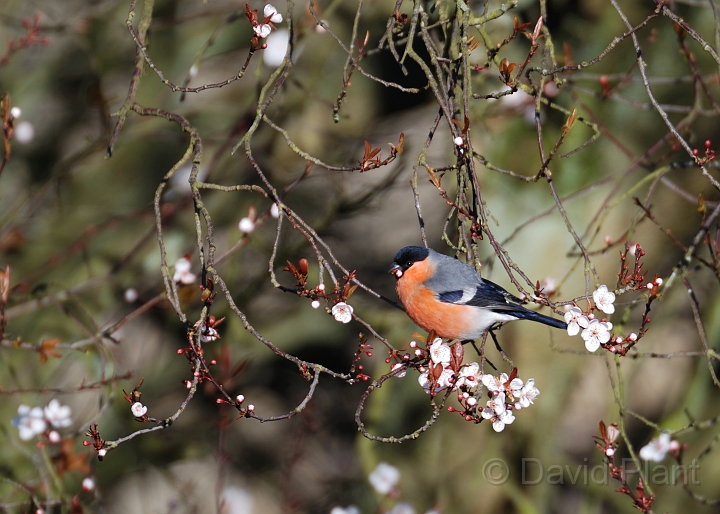 Bullfinch - A.jpg - Bullfinch on flowering cherry - Gloucestershire